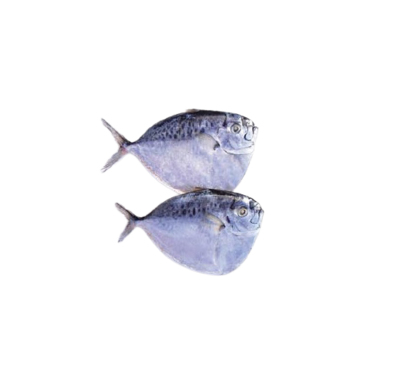 Moonfish——刀鲳鱼， 眼镜鱼