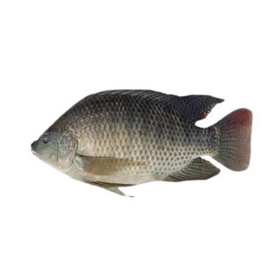 black tilapia whole round- 罗非鱼原条