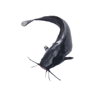 Catfish-鲶鱼