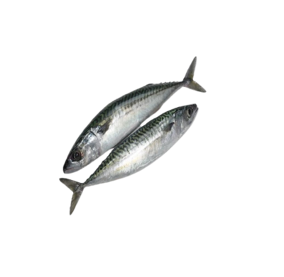 pacific mackerel-青鱼