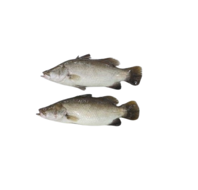 barramundi-石甲鱼