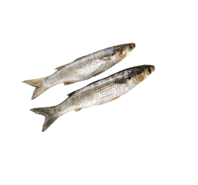 Grey mullet—乌鱼/鲻鱼