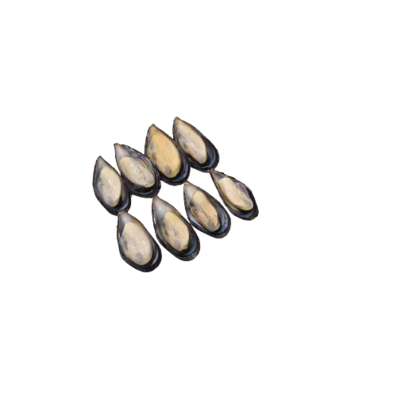 Frozen half shell mussel