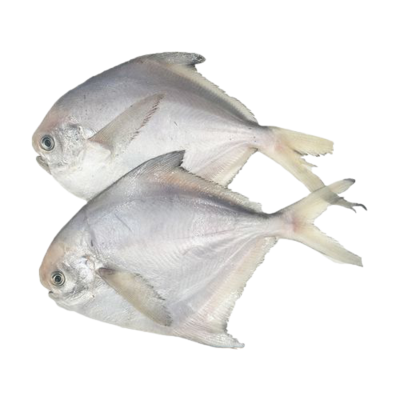 White pomfret-白鲳鱼