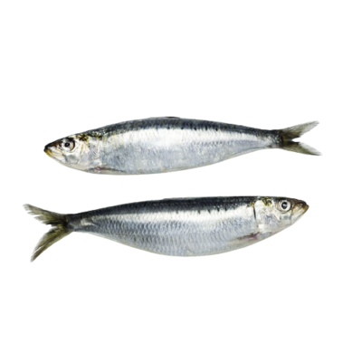 Sardine-沙丁