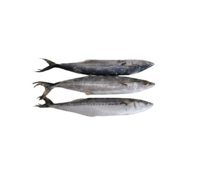 spanish mackerel- 马鲛鱼