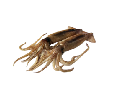Illex squid-阿根廷鱿鱼