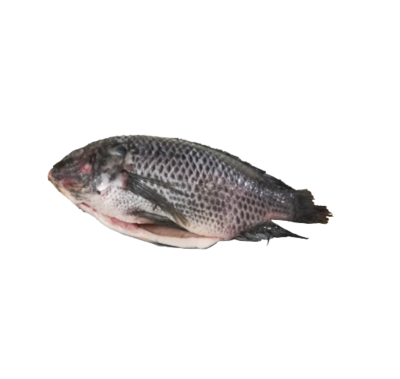Tilapia Gutted and scaled-二去罗非