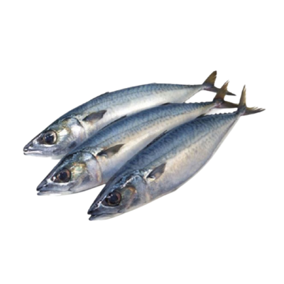Pacific mackerel-青鱼