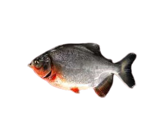 red pomfret-红鲳鱼