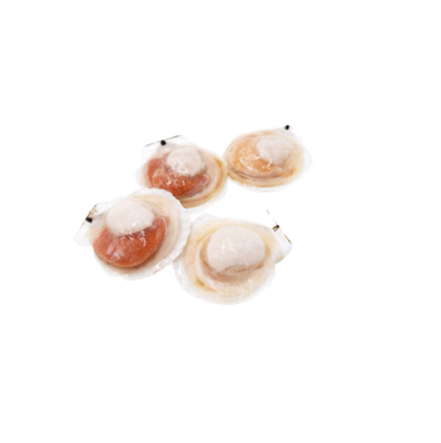 Frozen &nbsp;half shell scallop