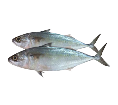 Indian mackerel-白面鱼