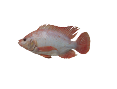 red tilapia-红罗非鱼